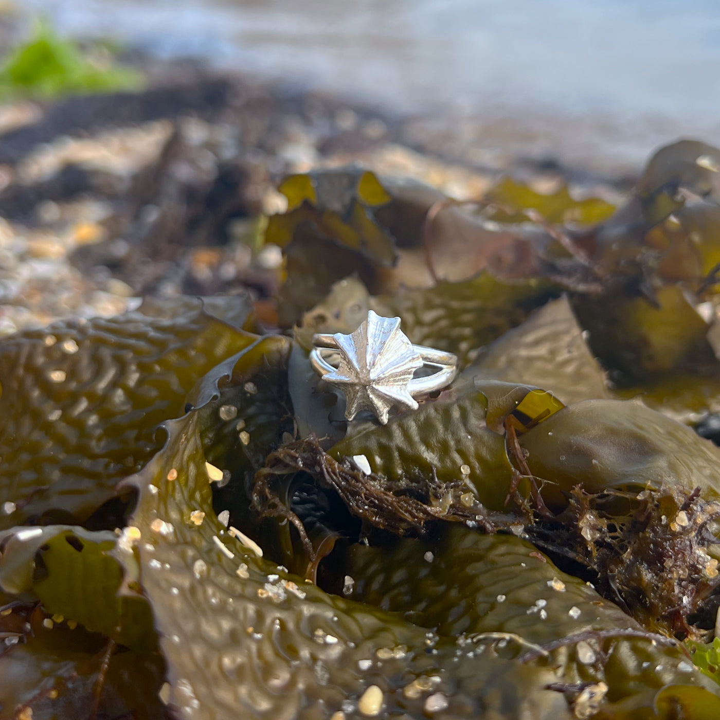 Double band sterling silver limpet shell ring by Mornington Sea Glass. Size 6 3/4 or 8.