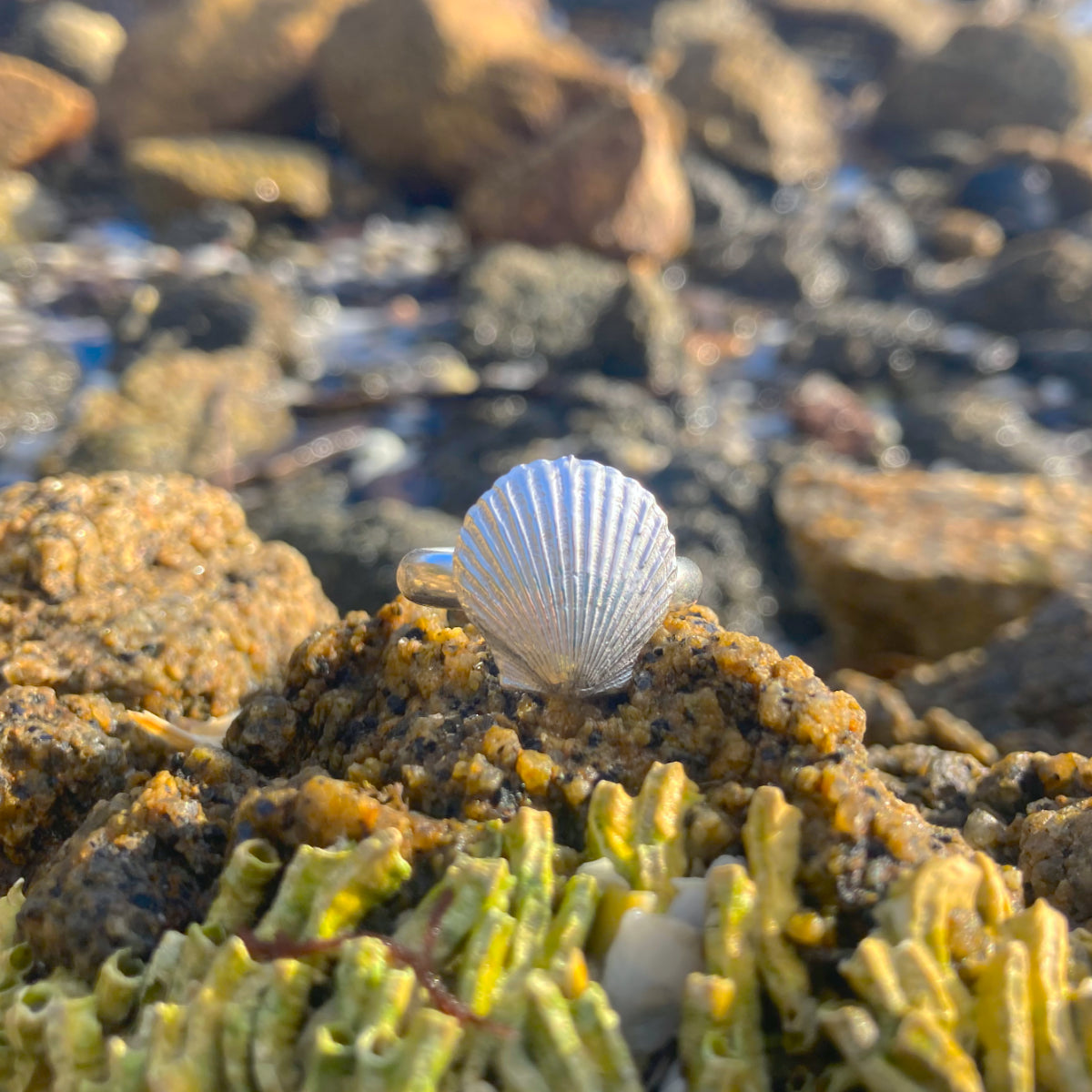 Sterling silver Scallop Shell ring. Size 8 ¼  or Q. By Mornington Sea Glass.